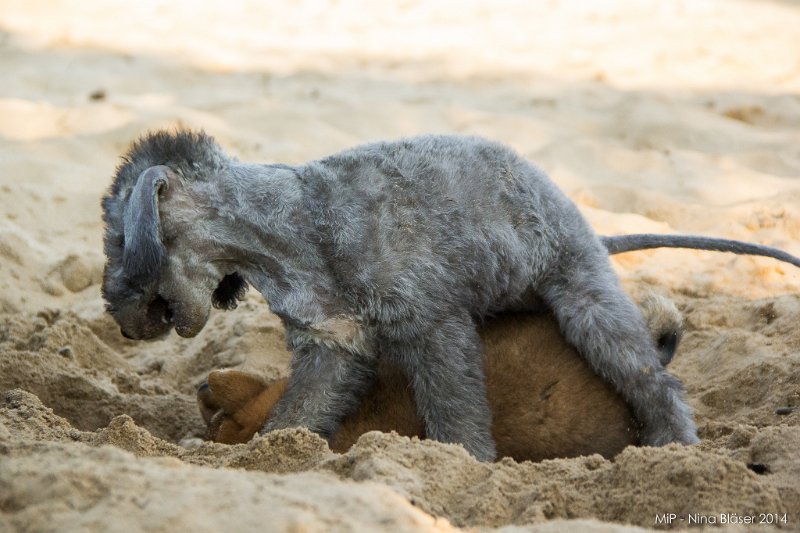 2014-07-17 Cherry & Friends-8330.jpg